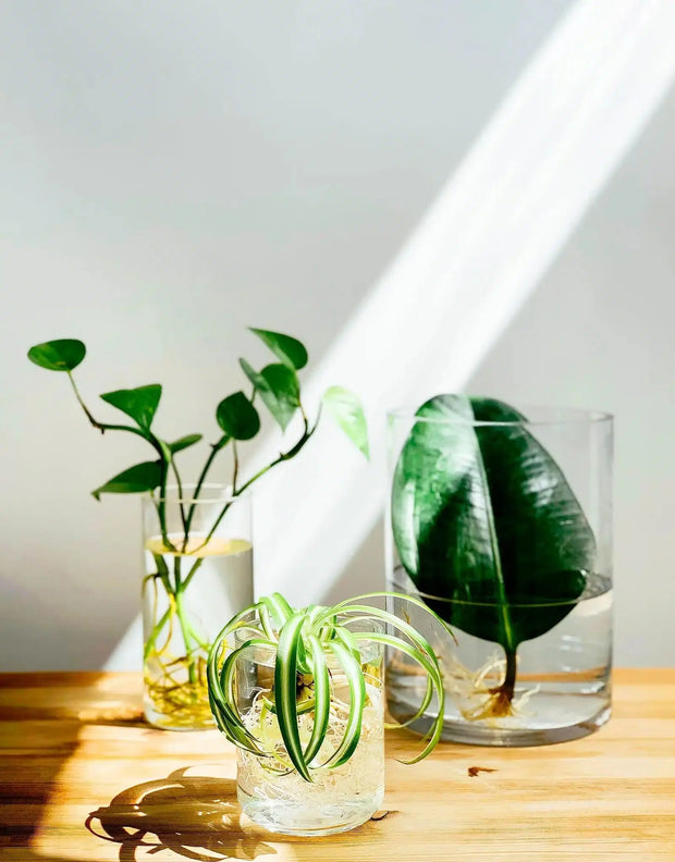 Plants too big for your terrarium? Here's how to take cuttings and rejuvenate them! 