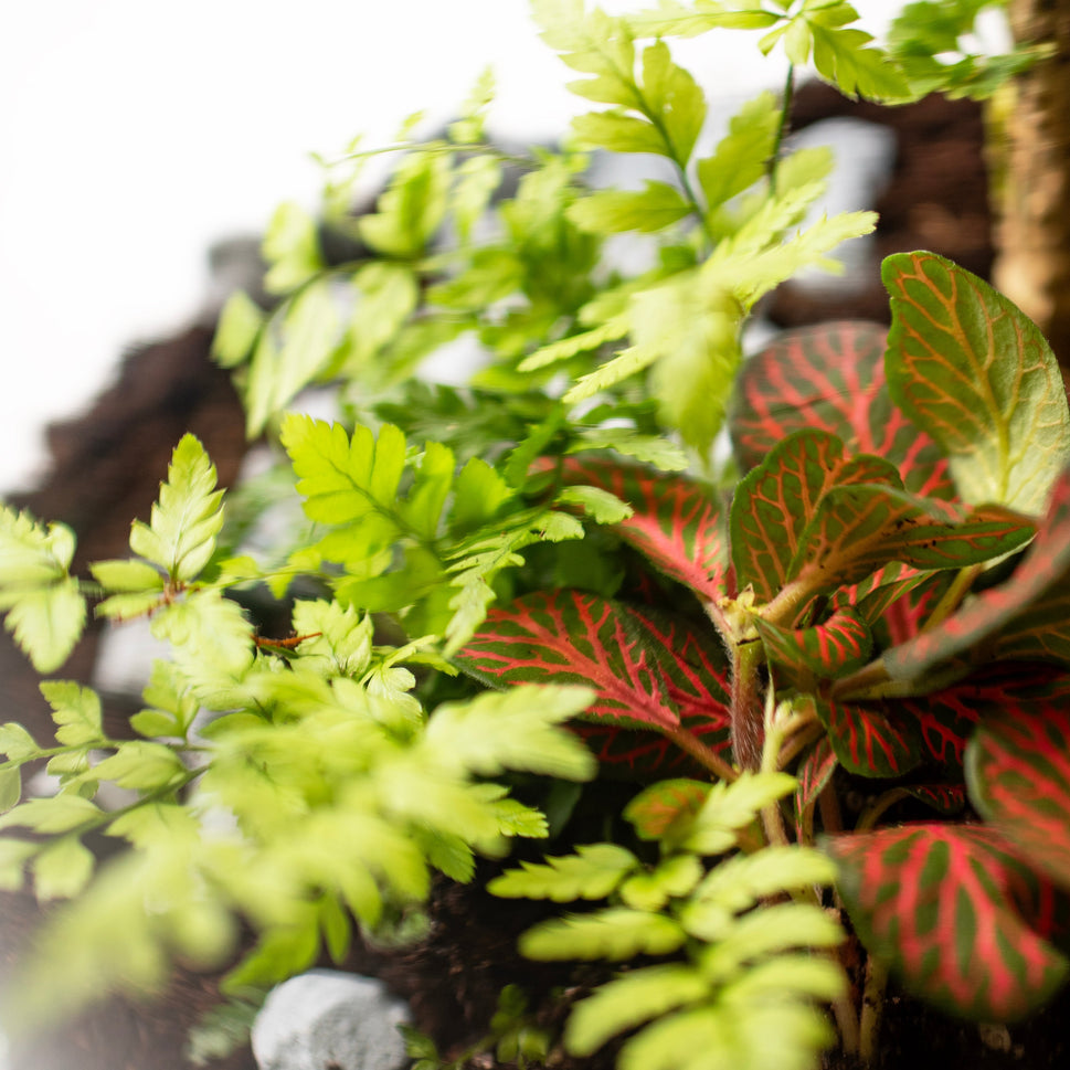 Mandy Forest - Terrarium with LED - 50cm