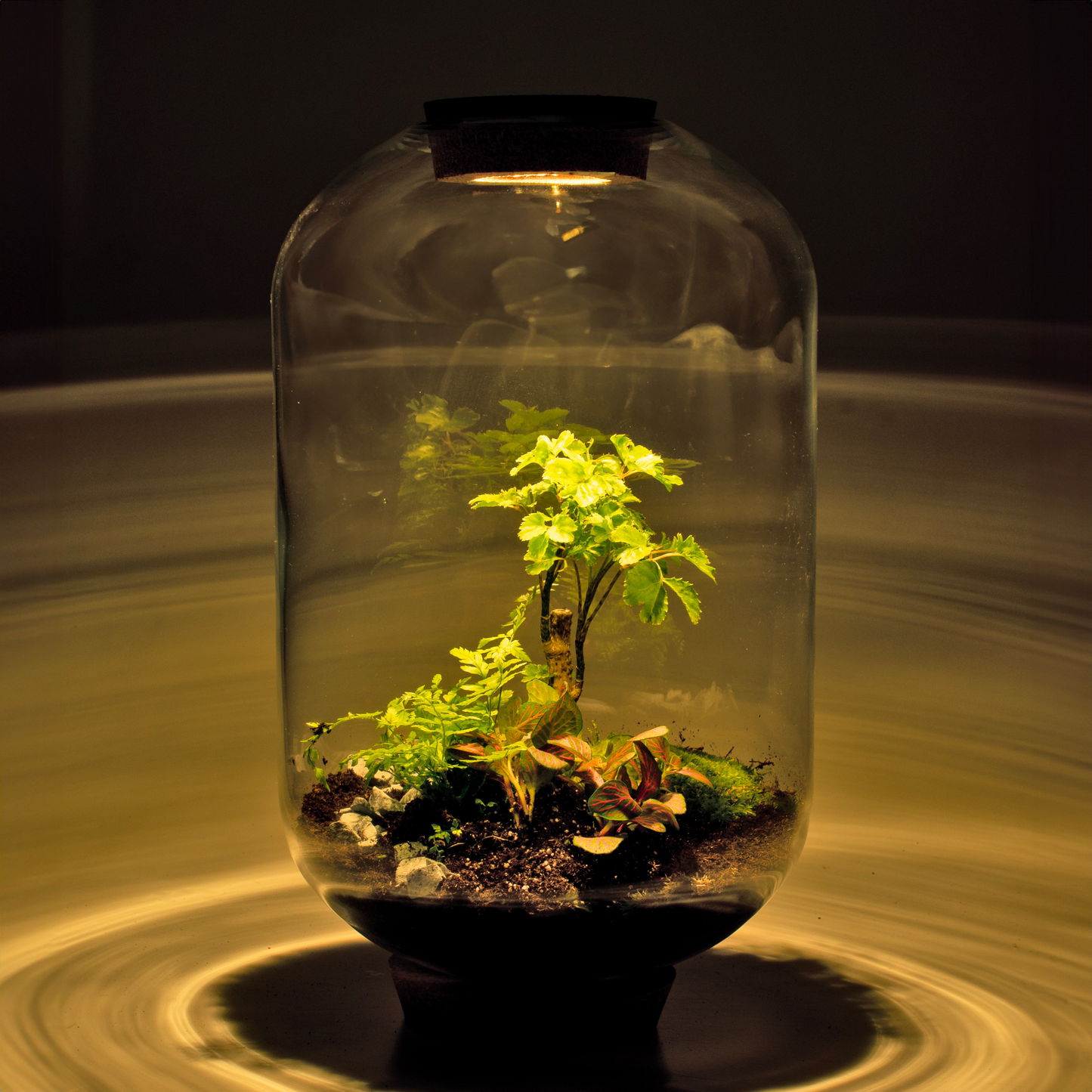 Mandy Forest - Terrarium met led - 50cm - [shop_vendor] - Mandy Forest - Terrarium met led - 50cm - Atelier