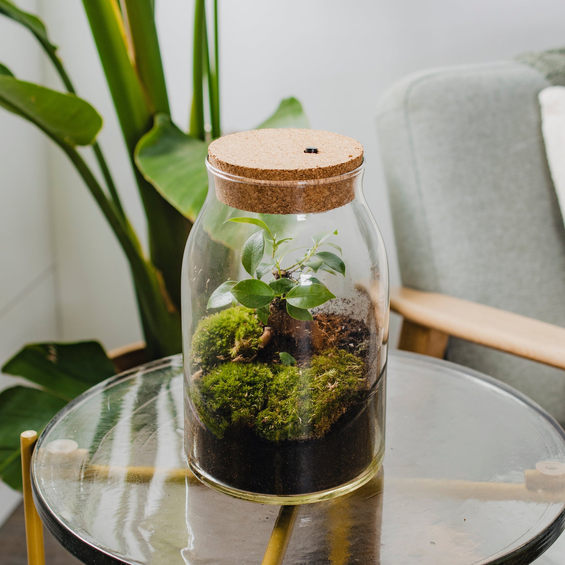 Bonsai - Terrarium with LED - 30cm