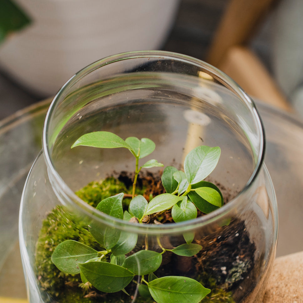 Bonsai - Terrarium with LED - 30cm