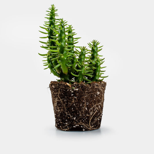 Opuntia Subulata Monstrose | Cactus | Ø9 - ↑16cm-  Planten -  Growing Concepts