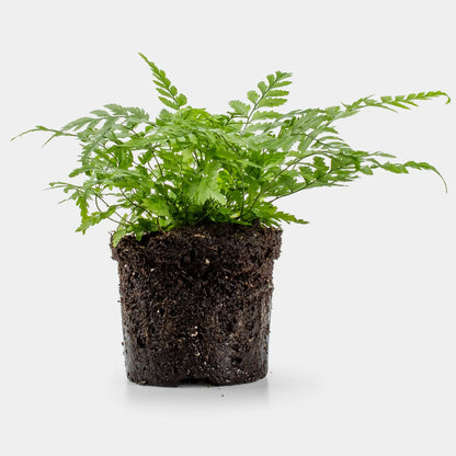 Varen plant - ↑15cm-  Planten -  Growing Concepts